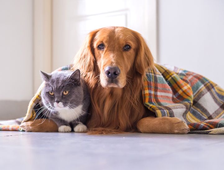 Protecting Your Pet From Everyday Poisons and Dangers