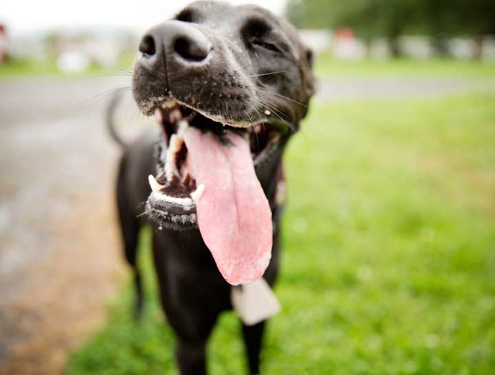 Heatstroke happens and it can happen to your dog too!