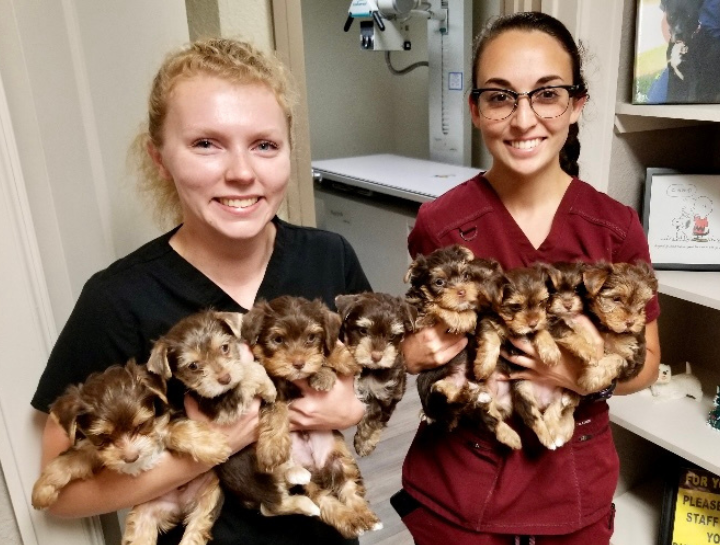 Puppy & Kitten Vaccinations